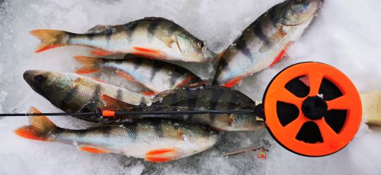 Первая рыбалка 2021