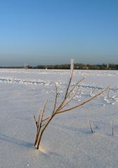 Иней на веточке