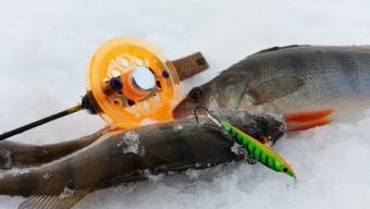 Окуньки на балансирчик