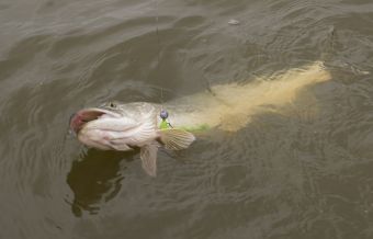 На оффсет за галстук