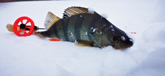 Первая рыбалка 2021