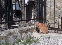 Рыжий хорватский котэ