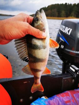 Туса 2020, Окунек