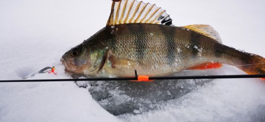 Первая рыбалка 2021