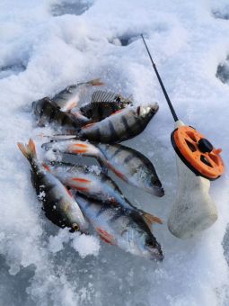 Рыбалка 2020-02-16