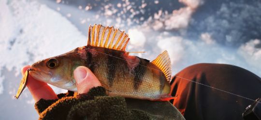 Рыбалка 12.12.2020 покусан