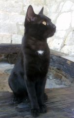 Черный хорватский котэ