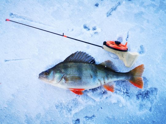 Открытие сезона 05.12.2020. Окунек. Длина удочки 80 см