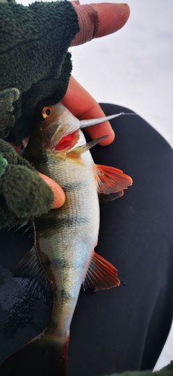 Рыбалка 26.12.2020