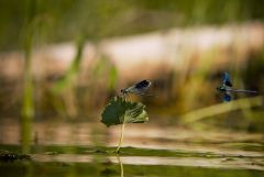 IMG 9636 стрекоза