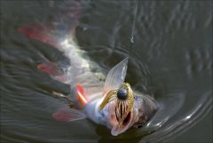 Щупальцы от Макса!