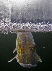 По ту сторону льда, (архив2007).