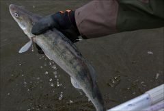 Мертвая хватка!