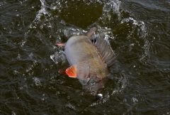 Праздник для глаз!