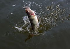 Свеча от полосатого!