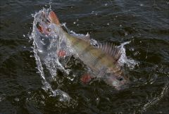 Куда, куда пошёл!