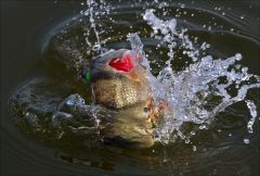 Горячий окунь!