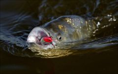 Неман, нагловатый прищур!