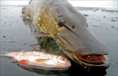 Зимняя серия (архив 2009).