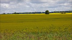 Там за полями река!