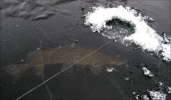 Зимняя серия (архив  2009).