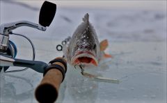 Зимняя серия. Окунь Куршского залива.