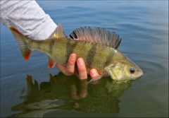 C & R  от Макса!