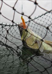 Балтийское море, ловим судака!