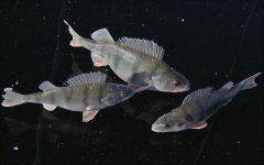 Зимняя серия (архив 2010).