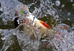 Достьойное сопротивление!