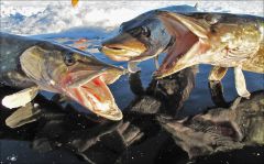 Зимняя серия (архив 2010).