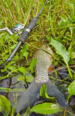 голавлик и фурия