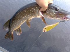 Щука любит джерки.