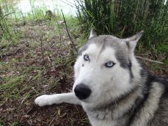 Хаски есть и на Камчатке