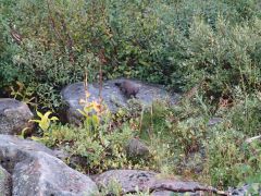 Тоже рыбки хочет.JPG