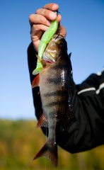 Небольшой окунек на большую резину