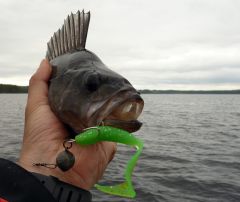 Окунь на зеленый твистер