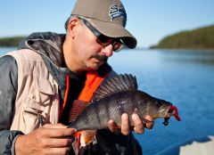 Окунь на большую резину