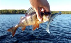 Небольшой окунек на большую резину