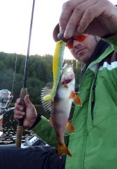 Недоокунь на шейкер