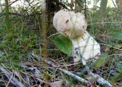 Грибы тоже клевали по принципу сфотографировал-отпустил