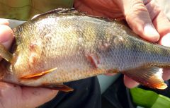 Окунь, всем грамм 200, основательно покусанный