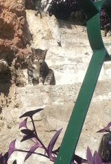 Испанский Котэ