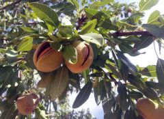 Миндаль уже поспел