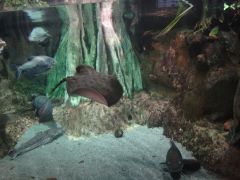 питерский океанариум