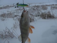 первый окунек сына