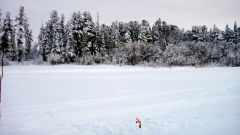 одинокая жерличка