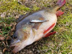 Жирный и малек