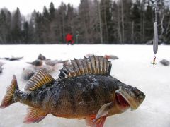 Окунь и торпедко