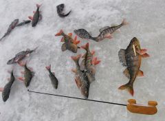 окуни и торпедко